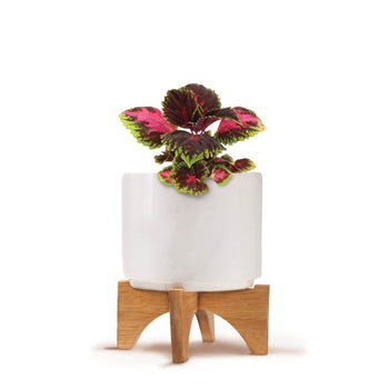Custom Modern Ceramic Grow Kit