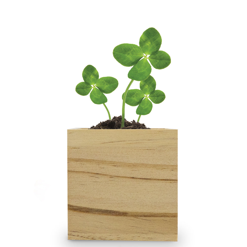 Custom Wooden Cube Grow Kit