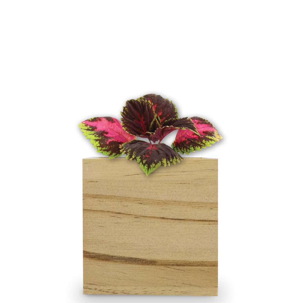 Custom Wooden Cube Grow Kit