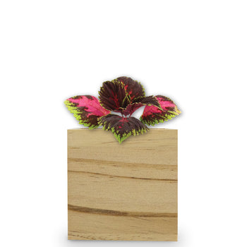 Custom Wooden Cube Grow Kit