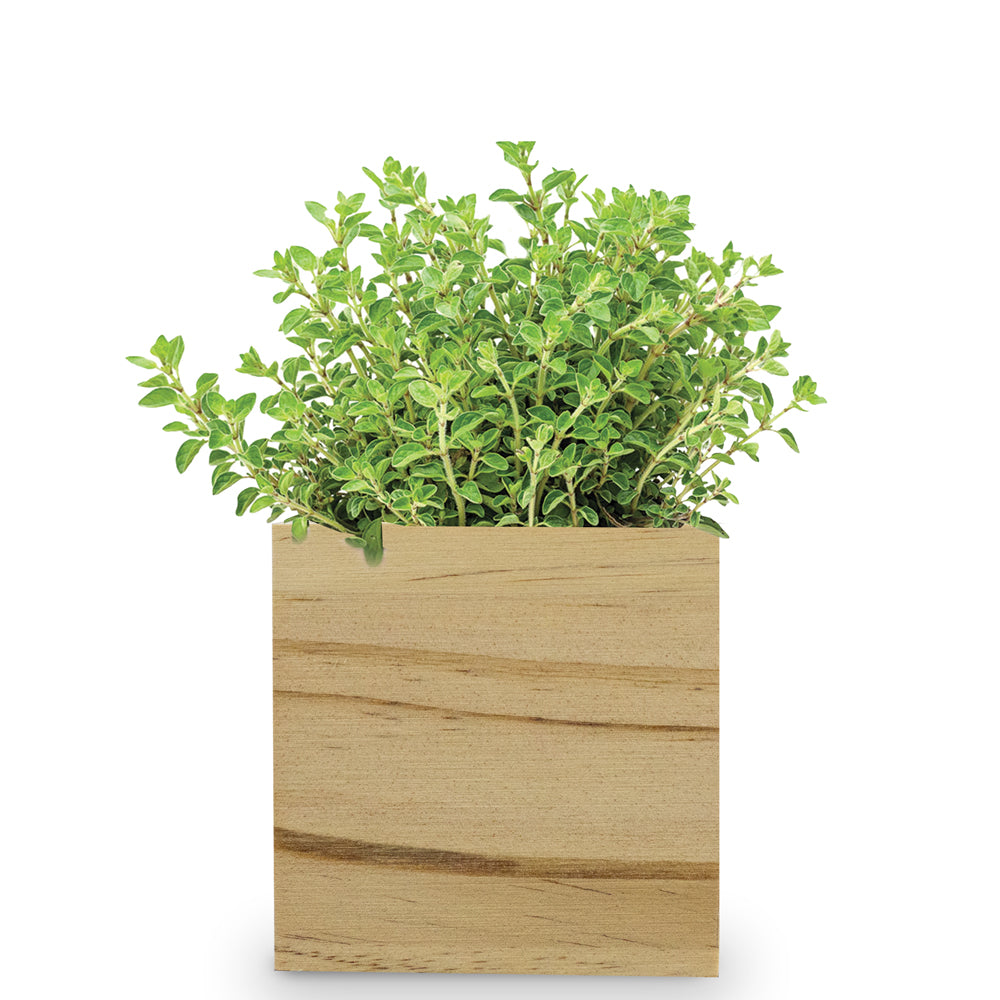 Custom Wooden Cube Grow Kit