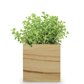 Custom Wooden Cube Grow Kit