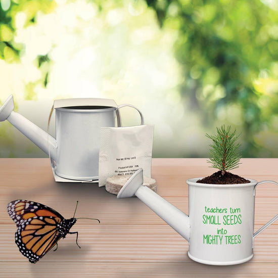 douglas fir tree in mini watering can with a butterfly