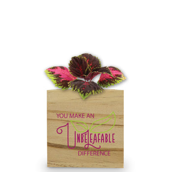 You Make An Unbe-leaf-able Difference Wooden Cube Plant Kit – Coleus