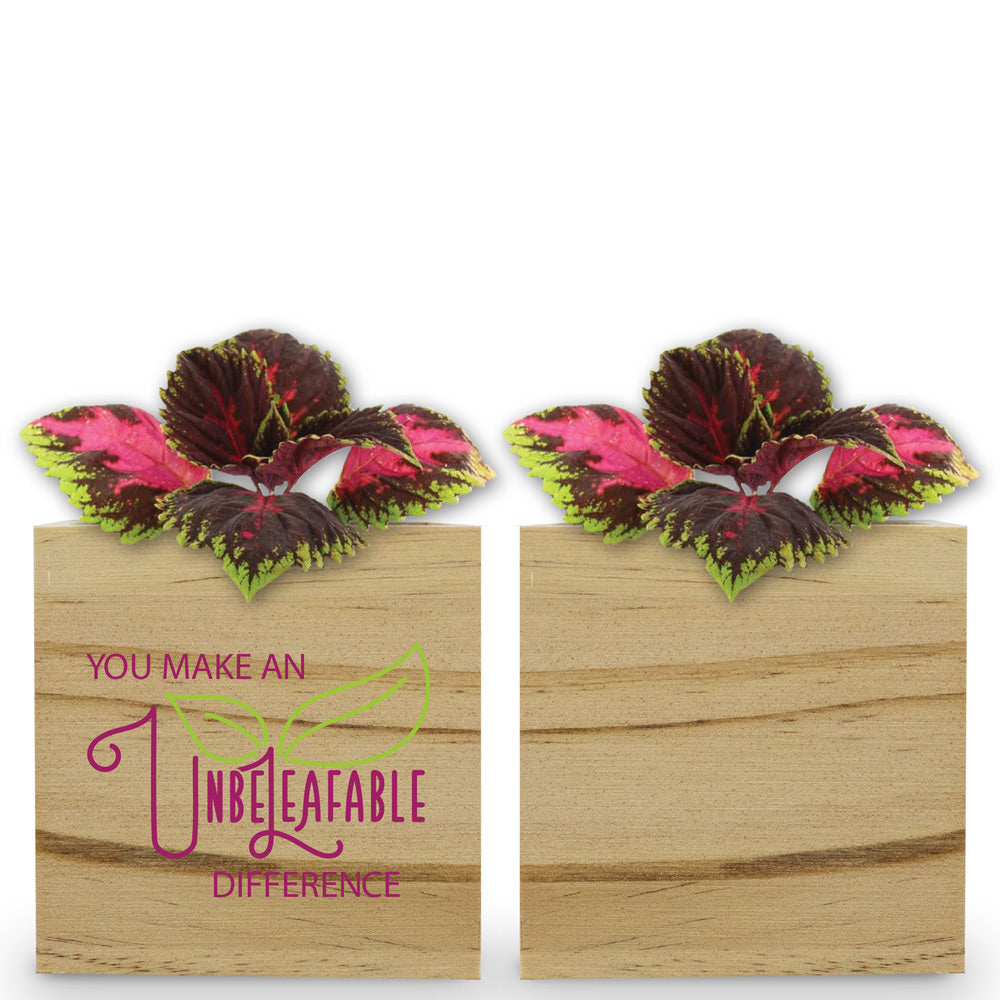 You Make An Unbe-leaf-able Difference Wooden Cube Plant Kit – Coleus