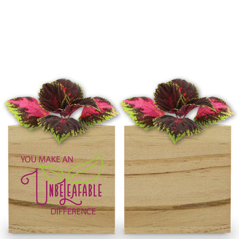 You Make An Unbe-leaf-able Difference Wooden Cube Plant Kit – Coleus