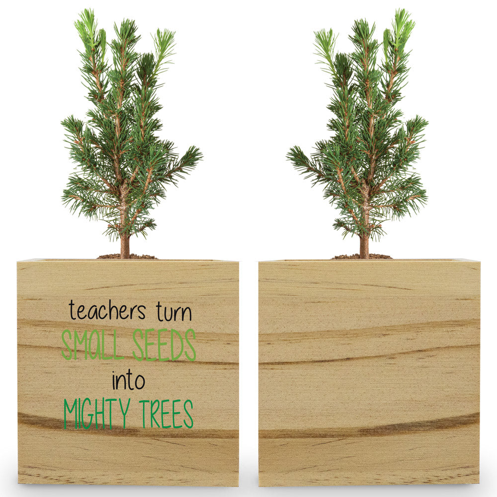 Teachers' Tree of Life Wooden Cube Tree Kit – Douglas Fir Tree