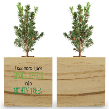 Teachers' Tree of Life Wooden Cube Tree Kit – Douglas Fir Tree