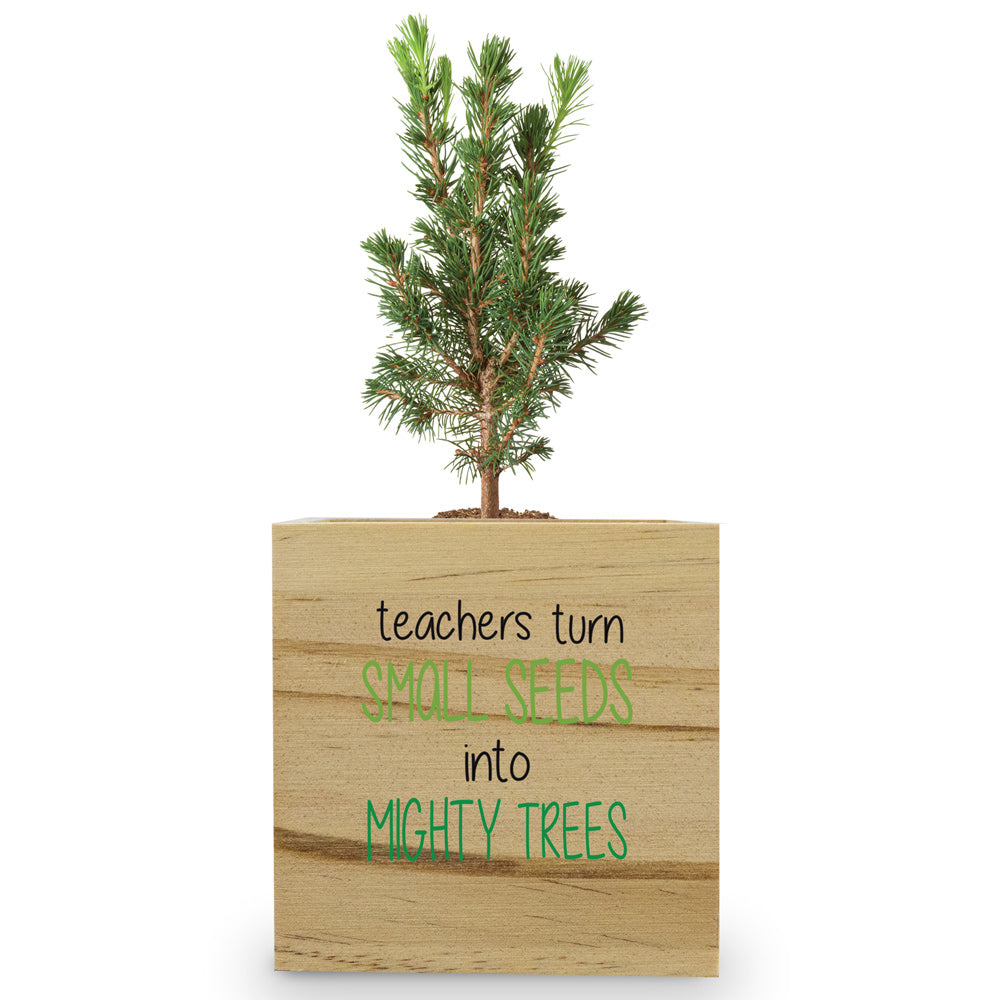 Teachers' Tree of Life Wooden Cube Tree Kit – Douglas Fir Tree