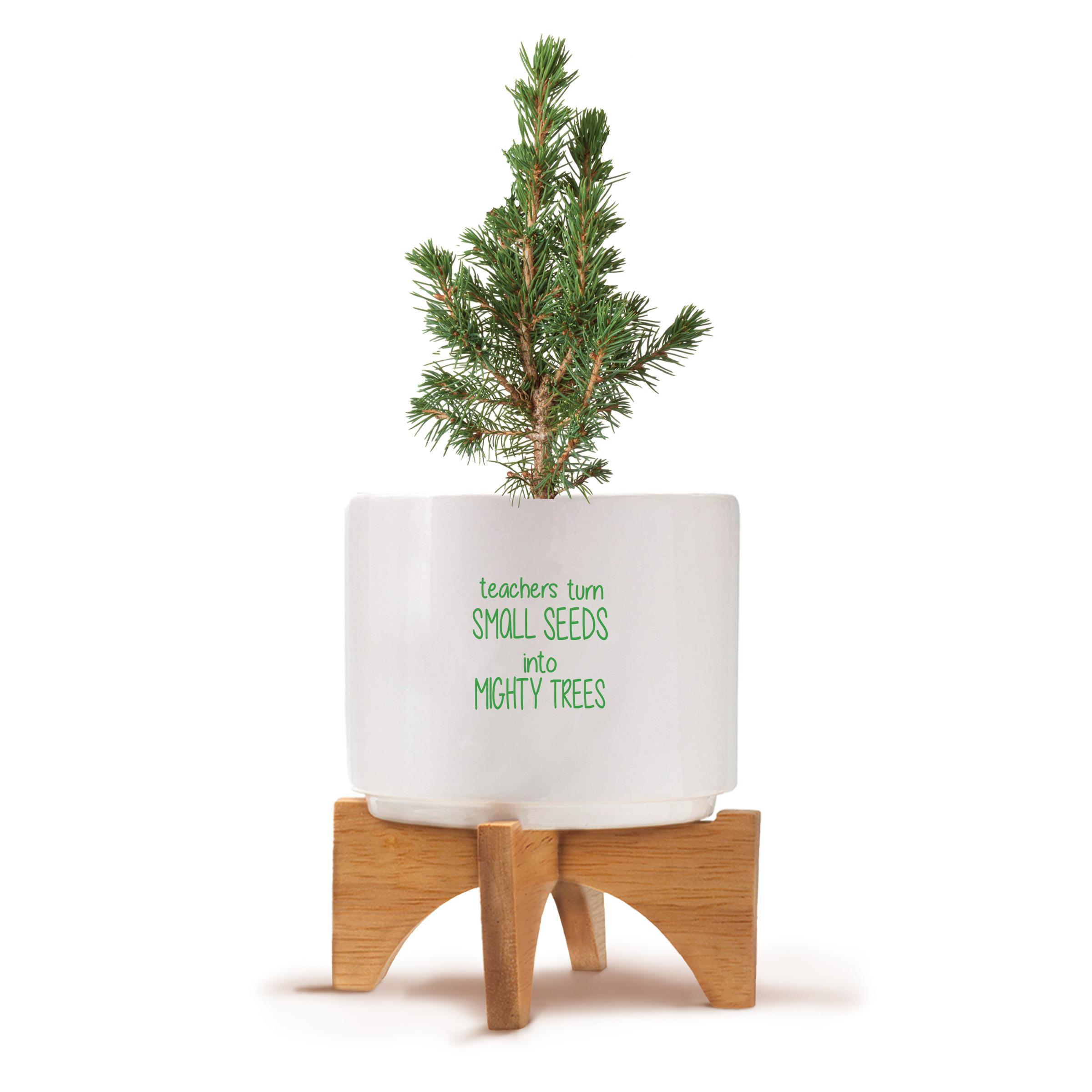 Two-piece bamboo stand with modern white ceramic planter featuring the inspirational message “Teachers Turn Small Seeds Into Mighty Trees.” Grows Douglas Fir Trees