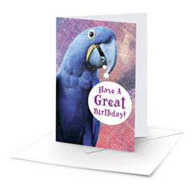 parrot birthday note card and envelope