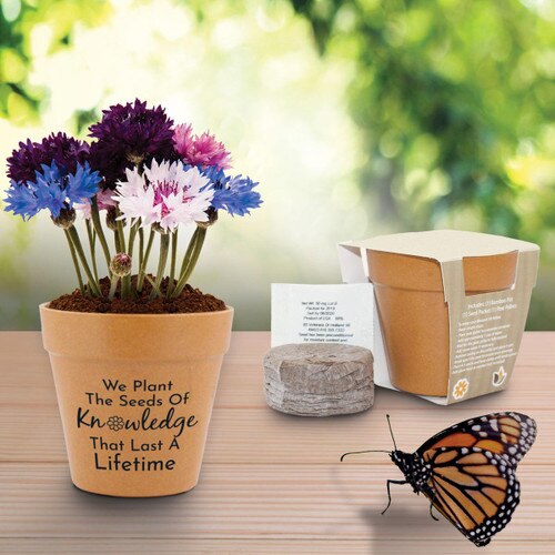 colorful flowers in flower pot with a butterfly