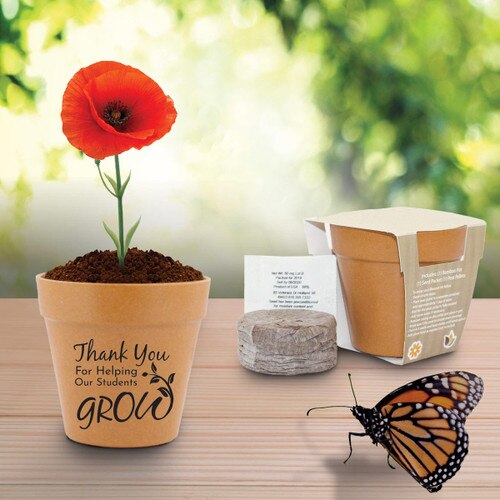 poppy in flower pot with a butterfly