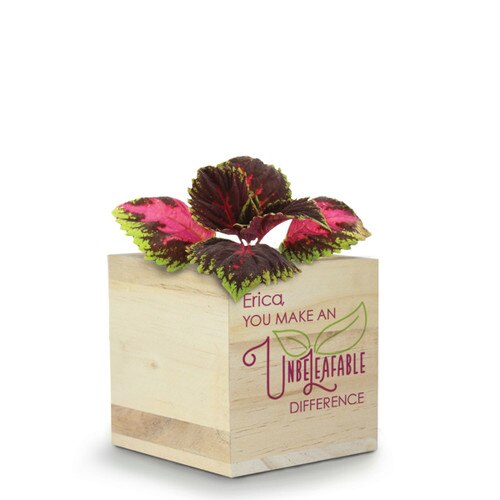 This Natural Pine Wood Plant Kit With Coleus Seeds Features The Inspirational Message: You Make An Unbeleafable Difference